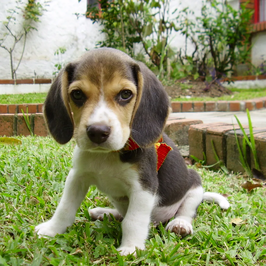 Beagle mix with red collar